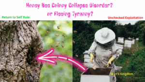 Bees fleeing hives owned by man to the wild