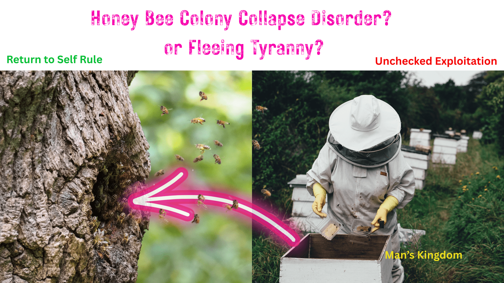 Bees fleeing hives owned by man to the wild